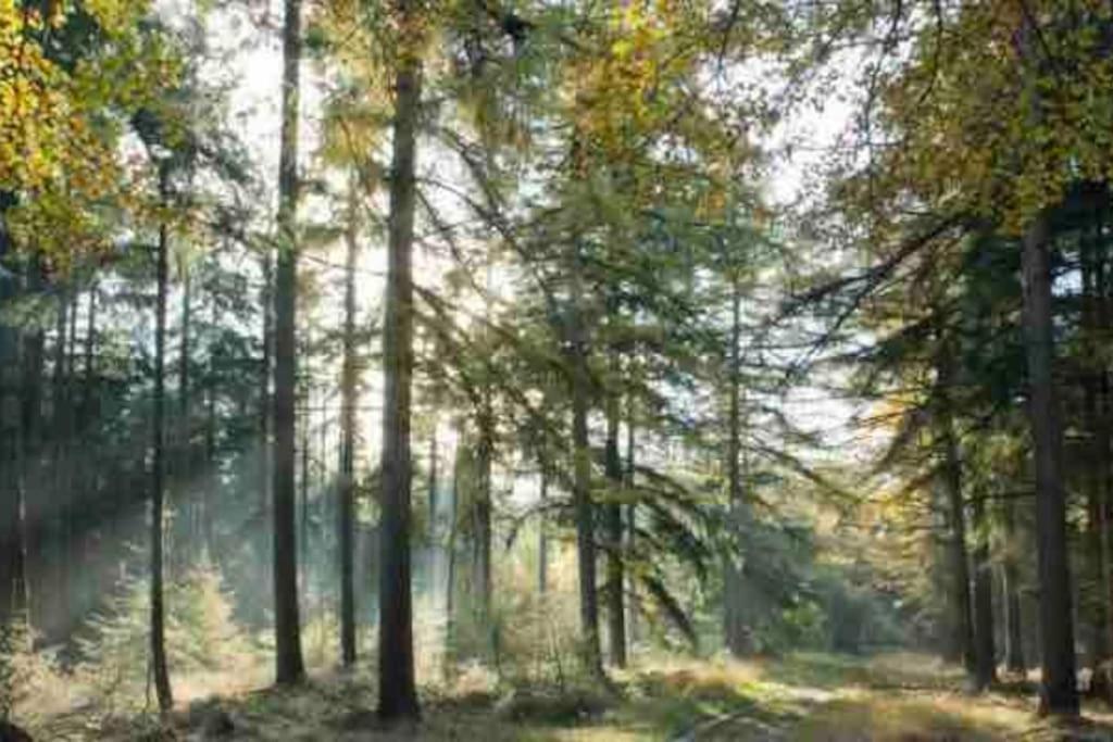 Anloo Chalet Midden In De Natuur! מראה חיצוני תמונה